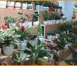 Cho thuê cây cảnh văn phòng giá rẻ, cây chất lượng cao mới nhất hiện nay
