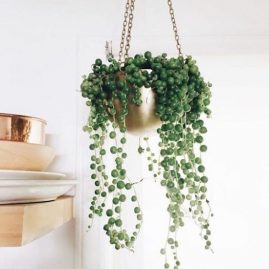 Những điều cần lưu ý khi chọn cây cảnh trang trí cửa hàng một cách hiện đại