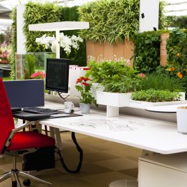 Cách bố trí cây cảnh trong phòng làm việc một cách khoa học nhất năm 2020