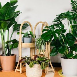 Địa điểm mua bán cây cảnh uy tín chất lượng tại Hải Phòng
