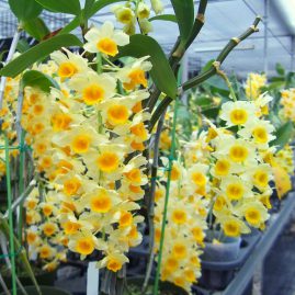 Shop cây cảnh uy tín hàng đầu ở Hải Phòng
