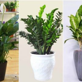 Dịch vụ cây cảnh chất lượng uy tín tại Hải Phòng