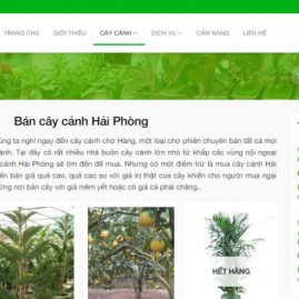 Cơ sở cây cảnh Tại Hải Phòng độc quyền