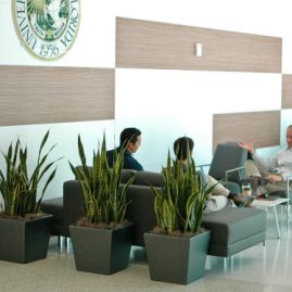 Gợi ý 7 loại cây cảnh trang trí khách sạn thêm sinh động lại sang trọng mới mẻ uy tín