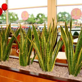 Bí quyết lựa chọn cây cảnh trang trí đơn giản mê li quán cafe
