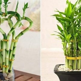 Tuyển tập 5 cây trưng bàn thờ giúp gia chủ bình an hút tài lộc mới nhất 2020