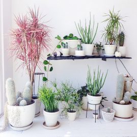 Gợi ý 14 cách trang trí cây cảnh trong nhà cực kì sang chảnh nhất