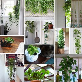 Hé lộ các loại cây Trầu Bà độc đáo nhất không phải ai cũng biết đến