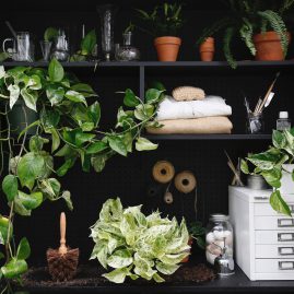 Top 7 cây trồng trong nhà cực kì tốt nhất cho sức khỏe