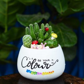 Tiểu cảnh để bàn Be You Colour