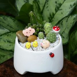 Tiểu cảnh để bàn Khu Vườn Trên Mây